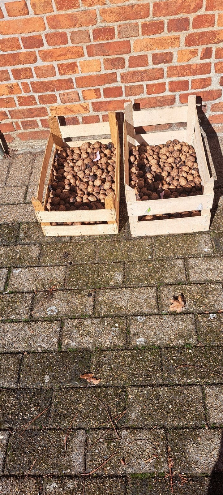 Verse okkernoten 3€ per kilo, Ophalen