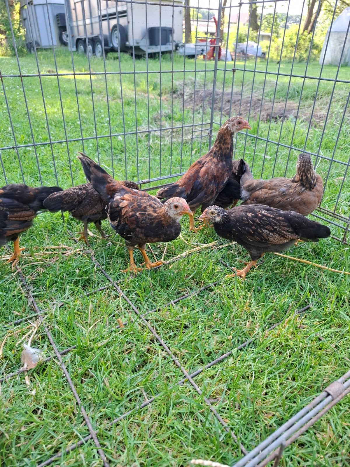 Jonge krielkippen 2026, Dieren en Toebehoren, Pluimvee
