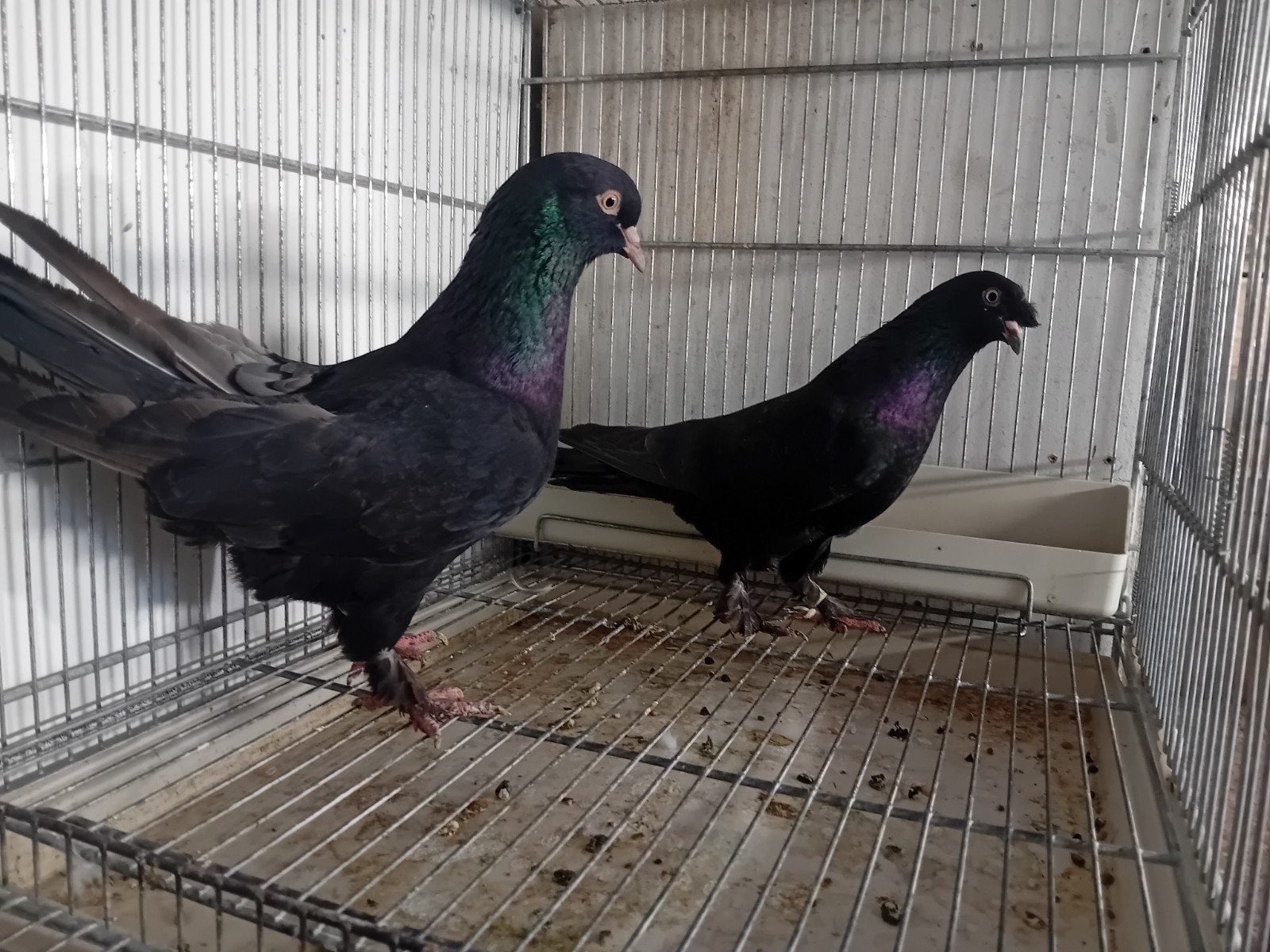 8 turkse takla's te koop, Animaux & Accessoires, Oiseaux | Pigeons, Plusieurs animaux, Pigeon culbutant ou Roller
