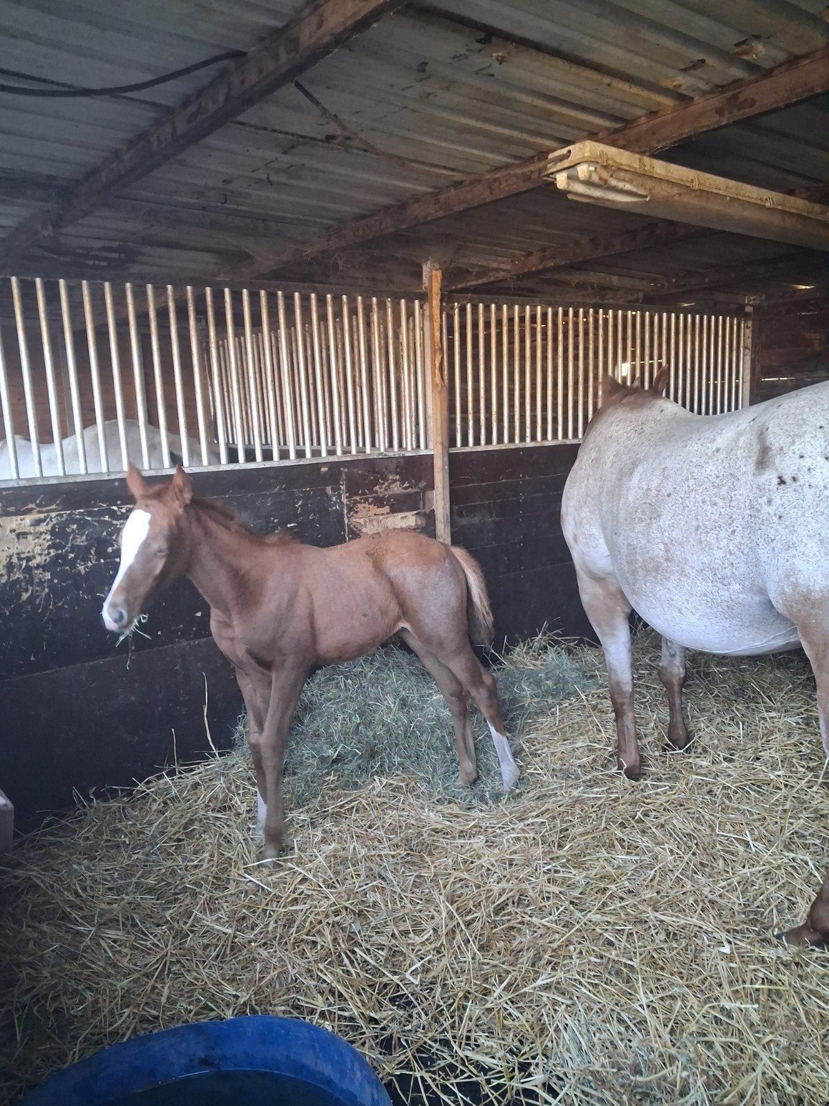 quarter appaloosa merrie samen met haar merrie veulentje. mo, Jument, Moins de 160 cm, Avec puce électronique, 11 ans ou plus