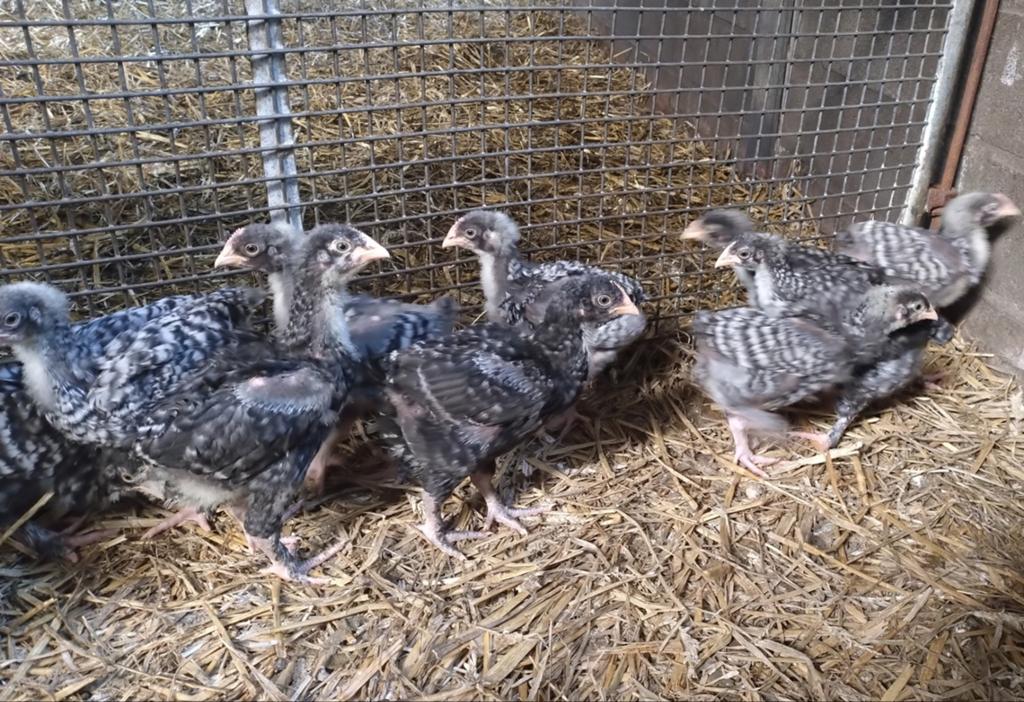 Mechelse koekoek kuikens, Meerdere dieren, Kip