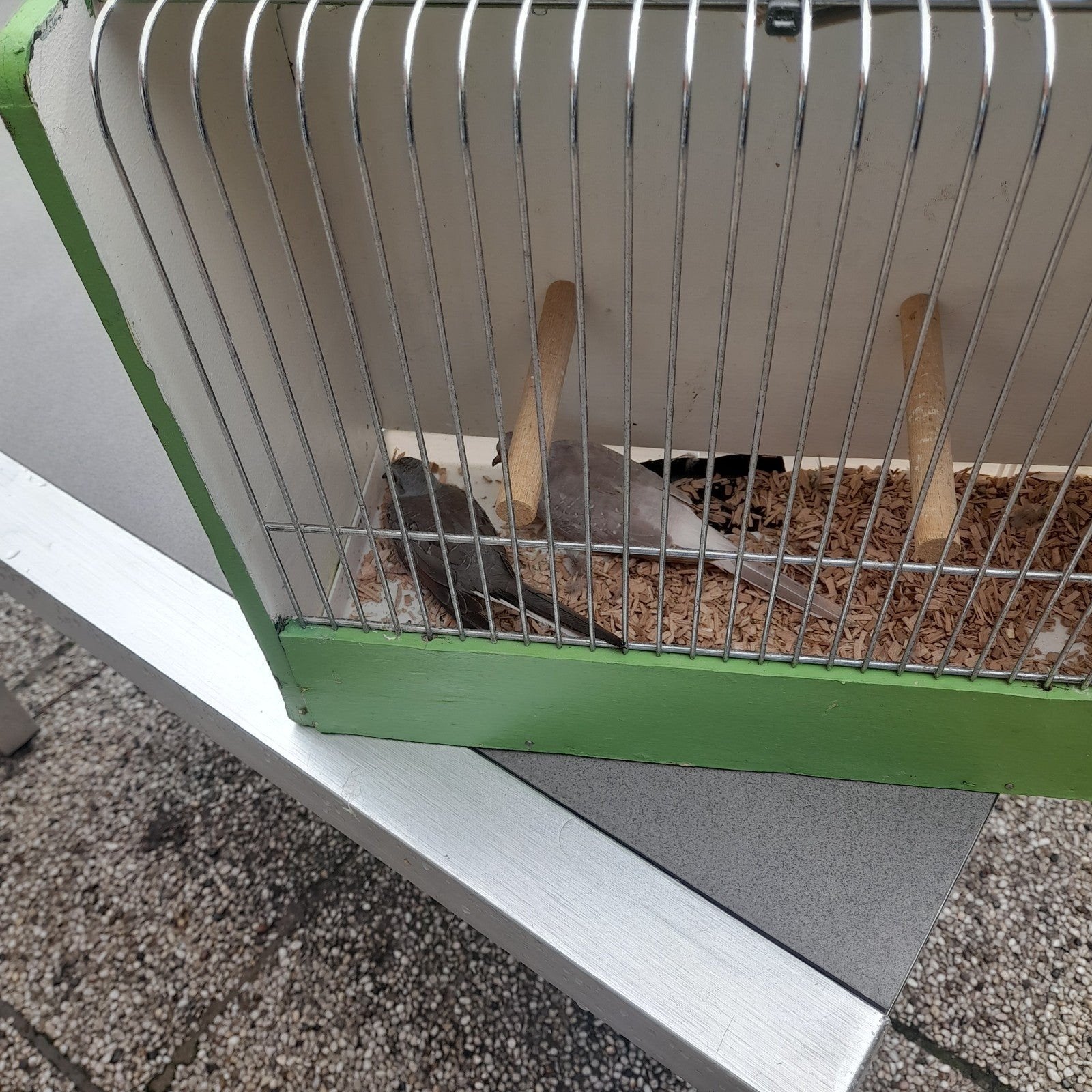 vogels, Dieren en Toebehoren