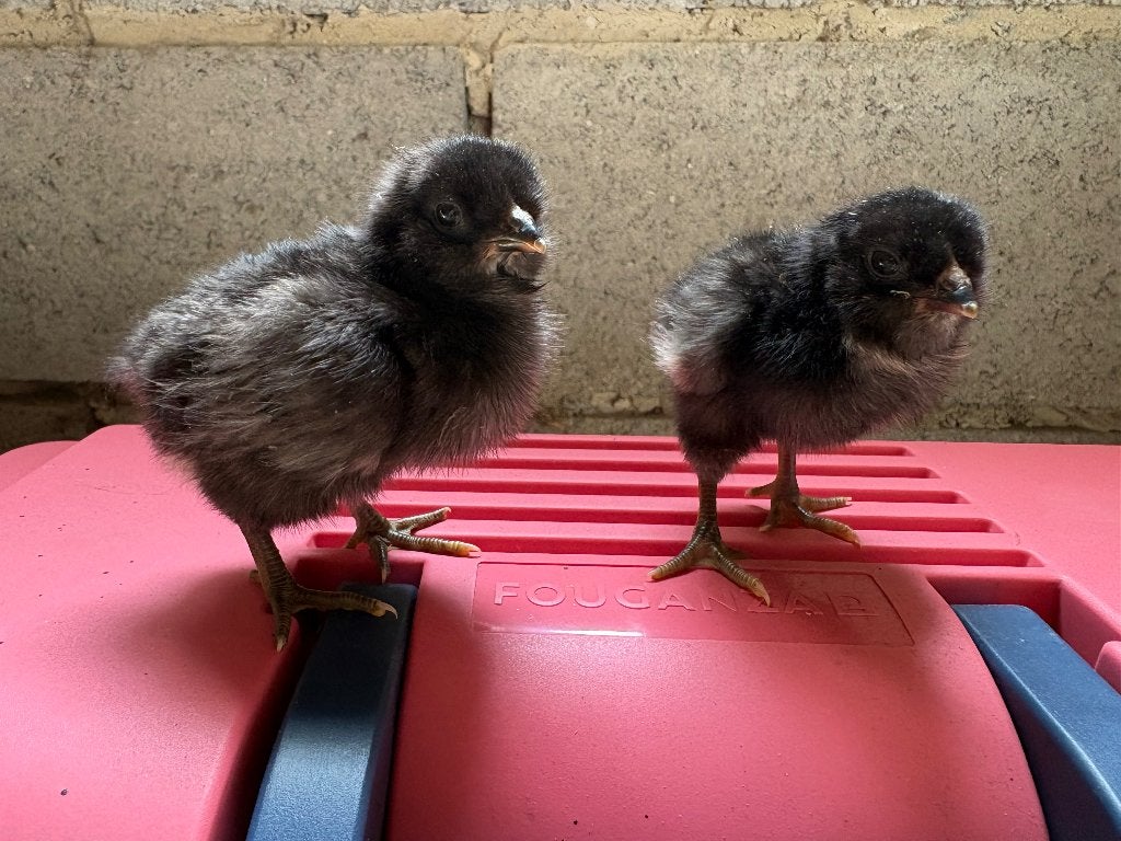 araucana hennen, Dieren en Toebehoren, Pluimvee, Vrouwelijk, Kip