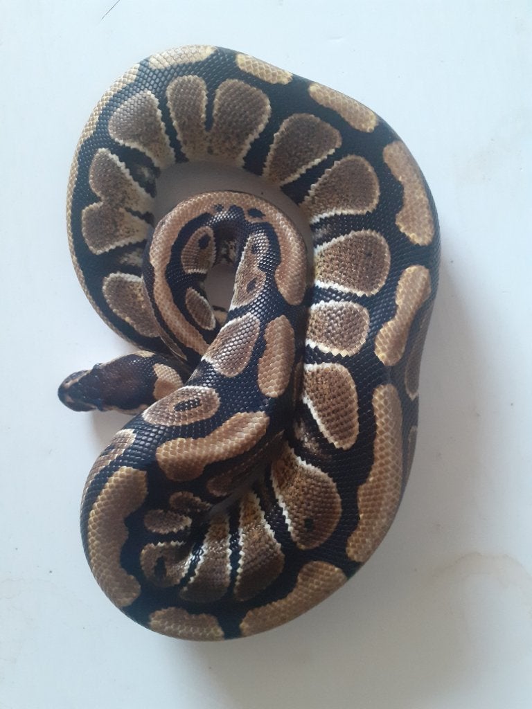 1.3 Python regius desert ghost combo Ball Python photo 6