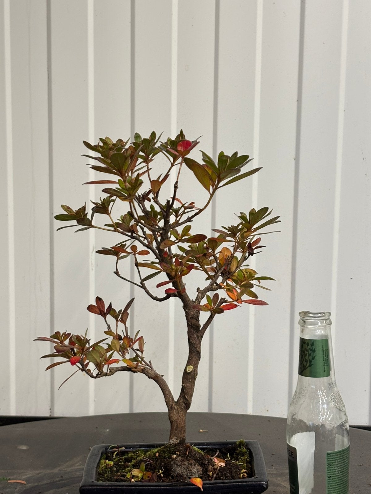 Bonsaï azalée satsuki shohin, Jardin & Terrasse, Enlèvement
