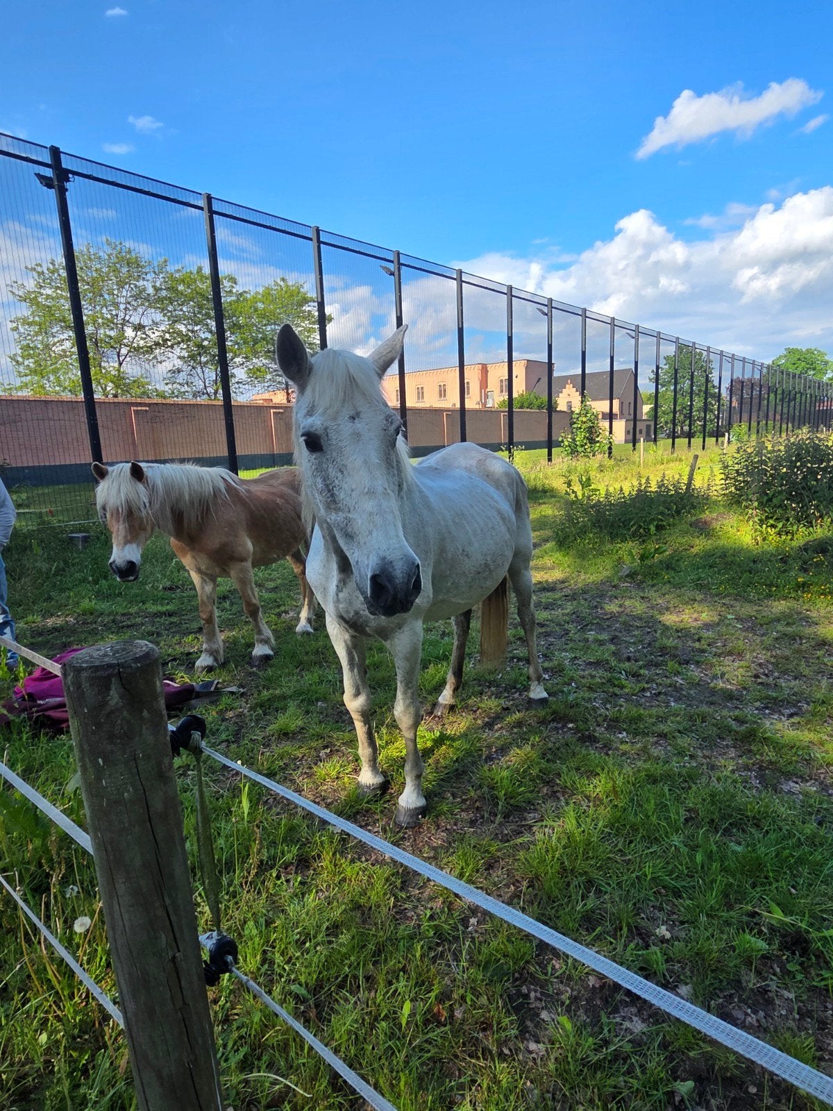 2 oude merrie's als weidemaatjes, Animaux & Accessoires, Chevaux
