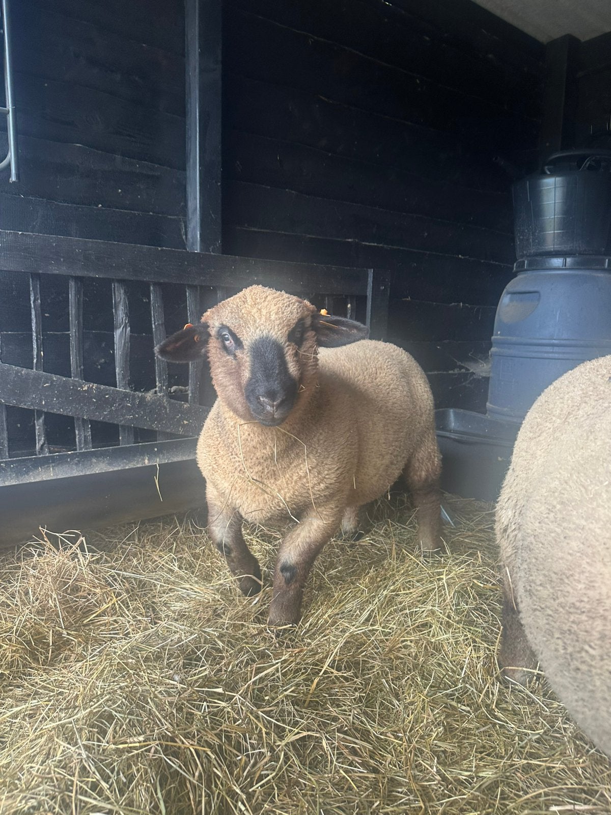 Hampshire Down stamboek lammeren TE KOOP, Mannelijk, Schaap, 0 tot 2 jaar