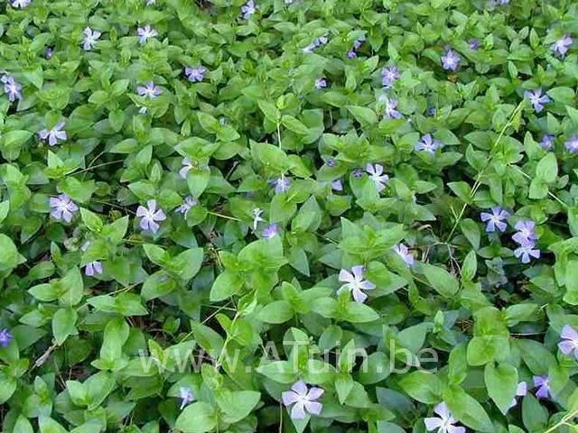 Vinca major, Enlèvement ou Envoi, Printemps, Couvre-sol, Plante fixe