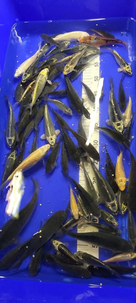 bébés koï pour l'étang de 10 à 15 cm, Enlèvement