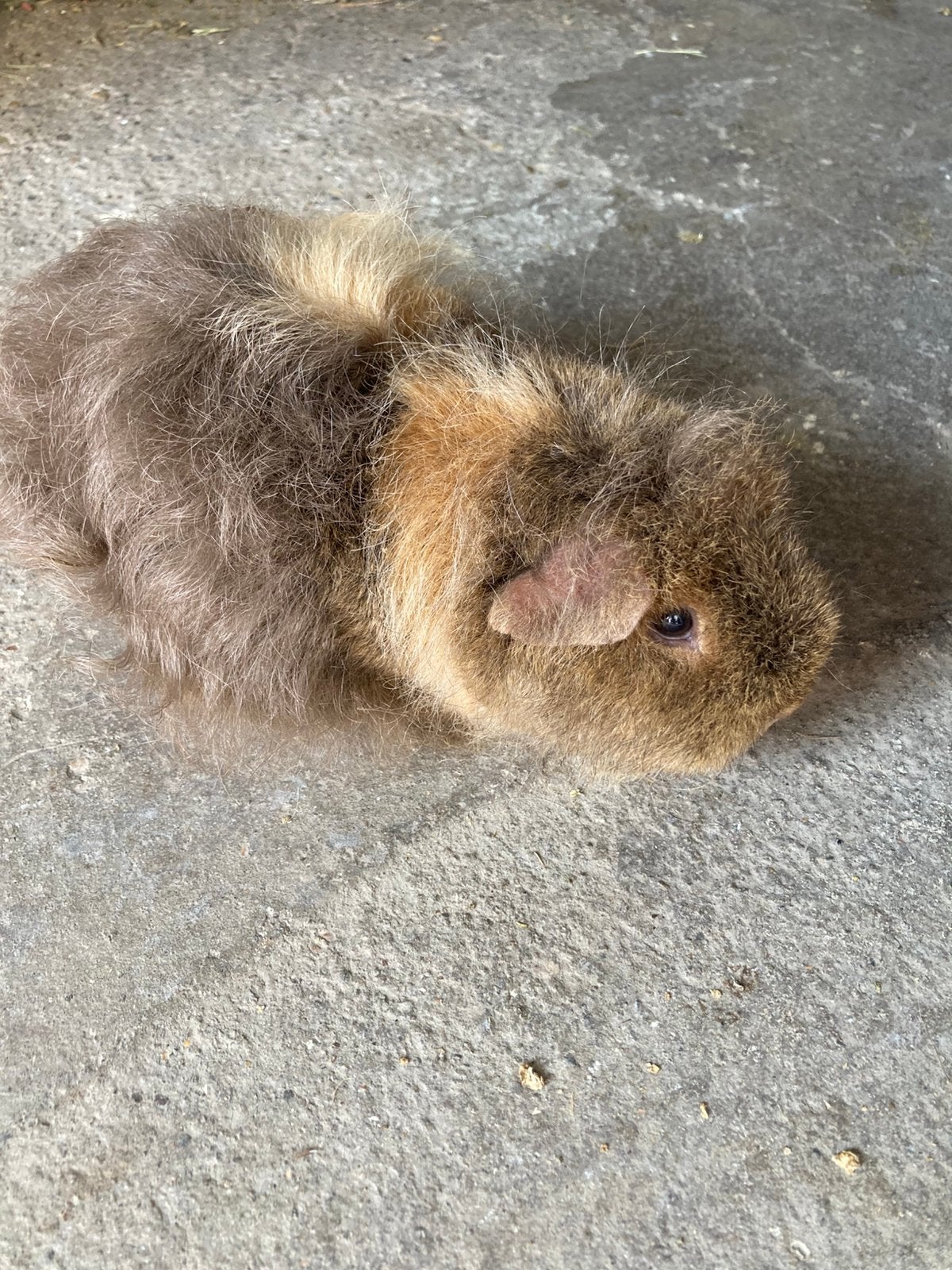 Langharig met krullen cavia zeug., Mei, Cavia