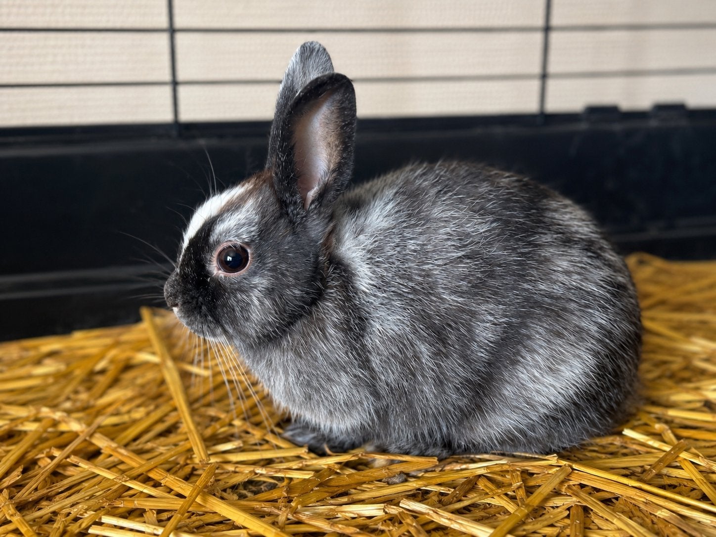 Zilvergrijze voedster (konijntje van 3 maand oud) te koop, Dieren en Toebehoren, Vrouwelijk, Middelgroot, 0 tot 2 jaar