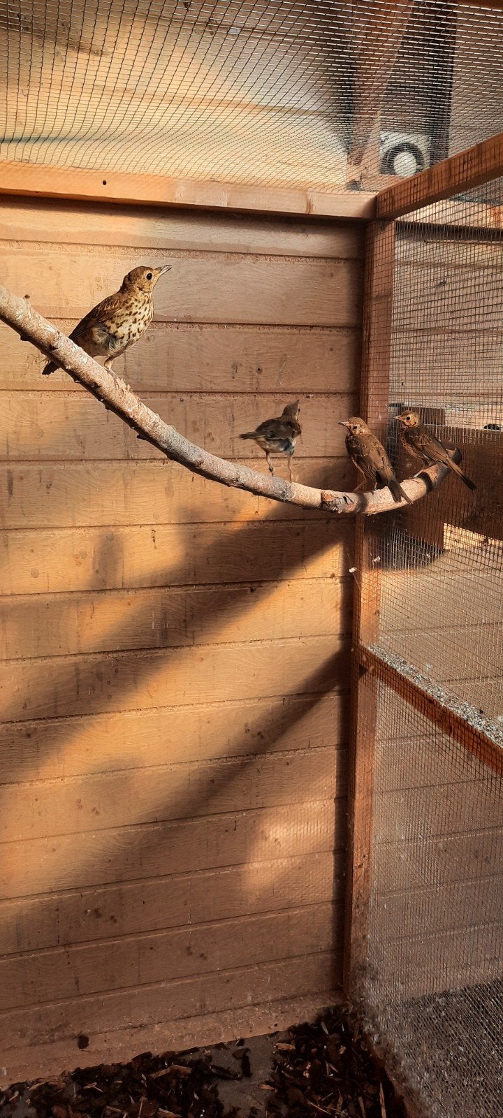 Zanglijsters mannen + poppen 2026, Dieren en Toebehoren, Vogels | Kanaries