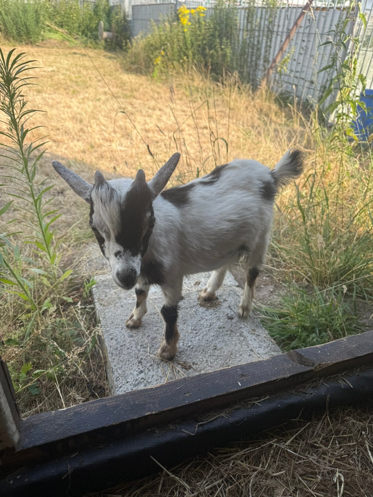 Dwerggeitje, Dieren en Toebehoren