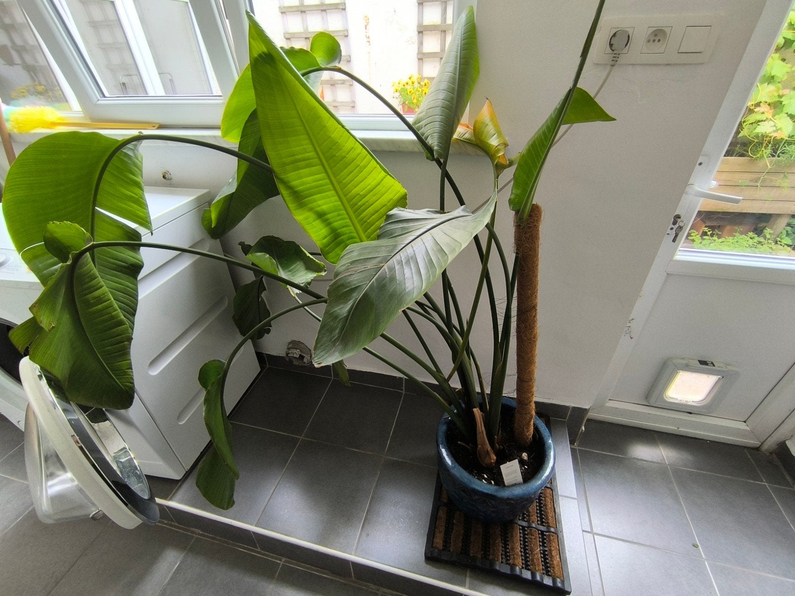 Grote Strelitzia nicolai plant + blauwe sierpot, Enlèvement