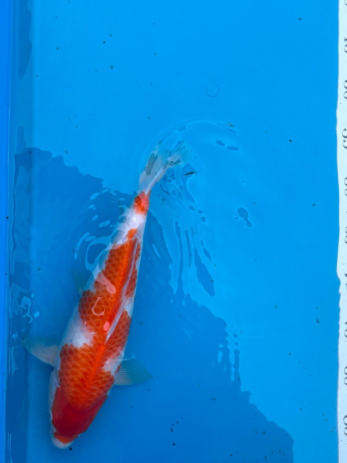 tosai kohaku