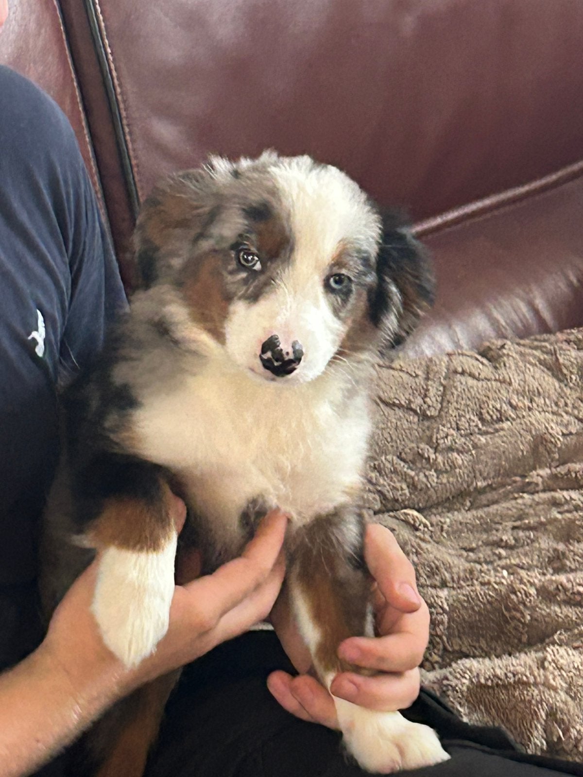 Miniature american shepherd teefje, Parvo, België, 8 tot 15 weken, Teef