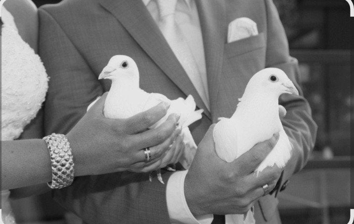 Witte bruidsduiven, Plusieurs animaux, Pigeon voyageur