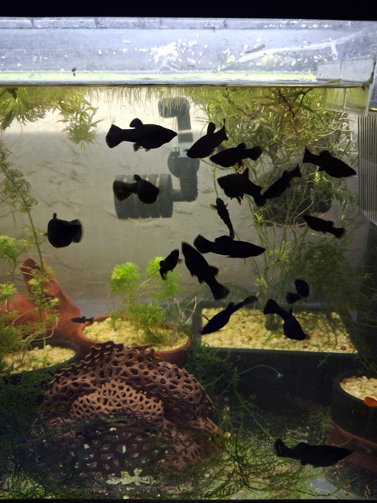 Black Molly's, Dieren en Toebehoren
