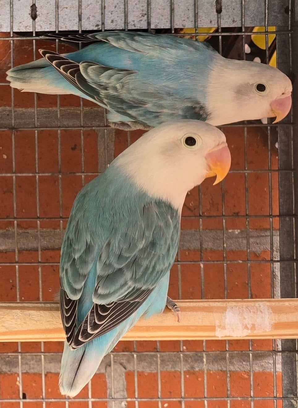 2 Blauwe Opaline Fischeri 2026, Plusieurs animaux, Perroquet nain ou Inséparable, Bagué