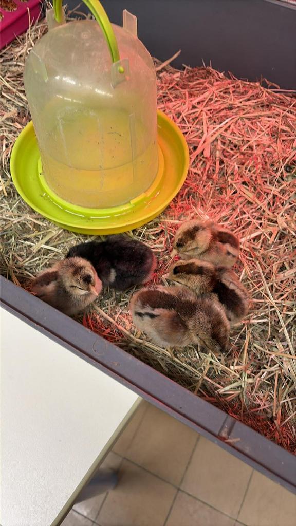 Poussins, Sexe inconnu, Poule ou poulet