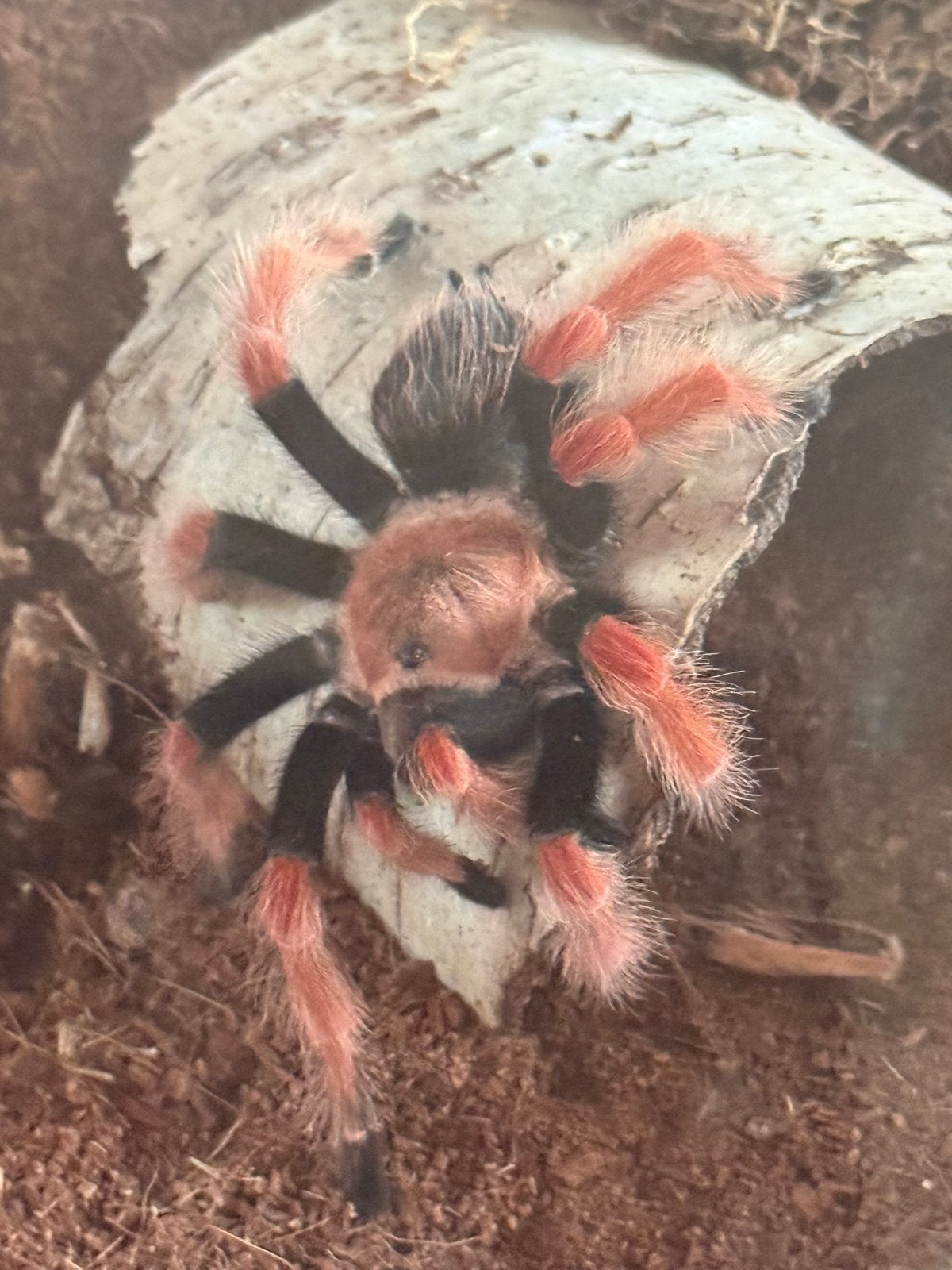 Te koop vogel spin  met terarium