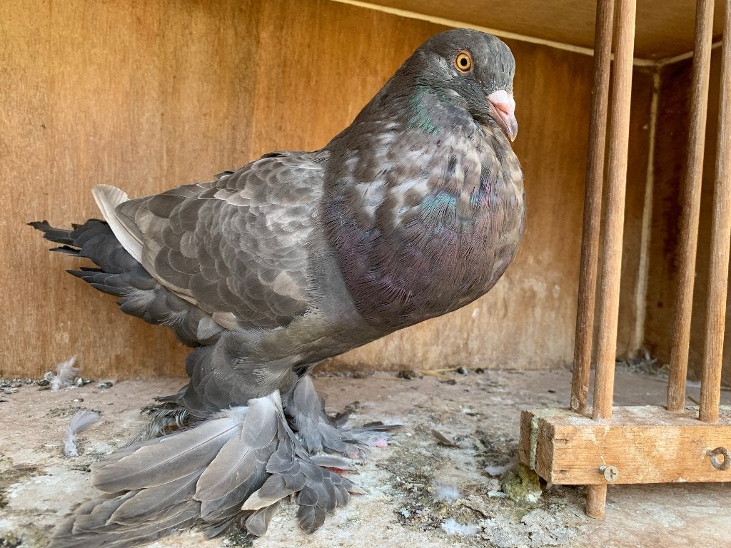 Croppers gantois de couleur fine, Animaux & Accessoires, Oiseaux | Pigeons, Plusieurs animaux, Boulant