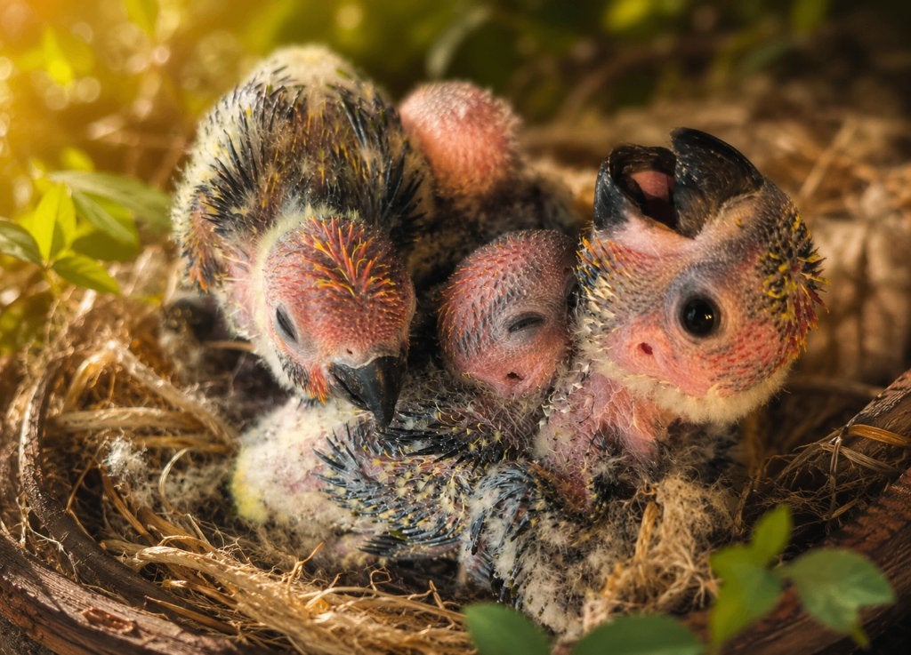 Papegaai - Parkiet - Parkiet HandTAM, Dieren en Toebehoren, Meerdere dieren, Papegaai, Pratend