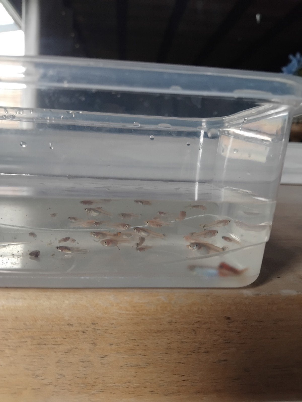 Gratis guppy's., Dieren en Toebehoren, Ophalen