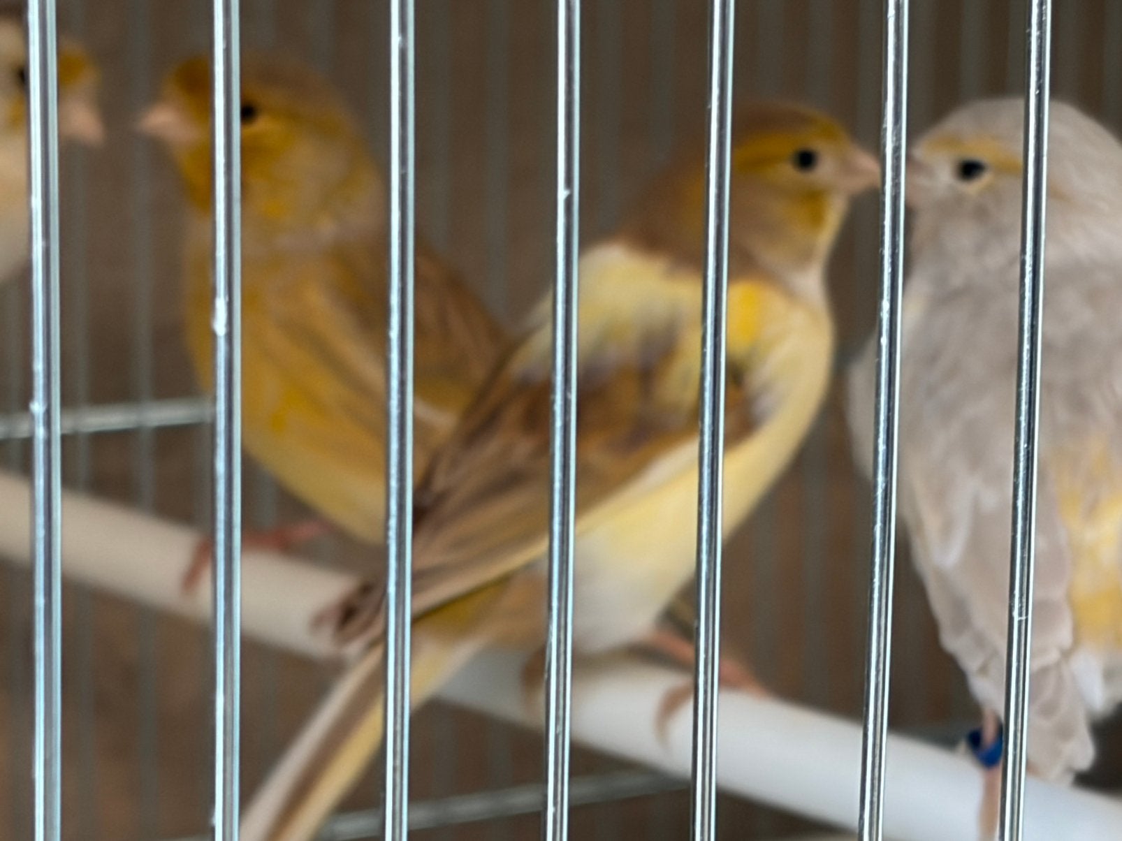 Koppel kanarie, Dieren en Toebehoren