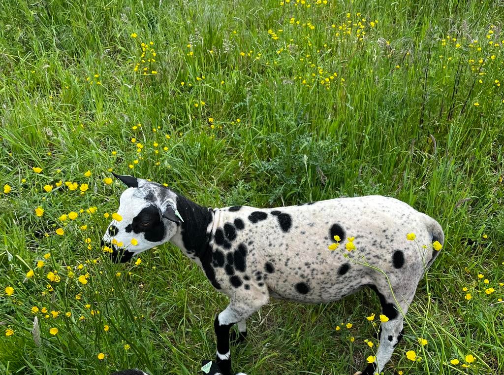 Baggerbonte ramlam, Dieren en Toebehoren, Mannelijk, Schaap, 0 tot 2 jaar