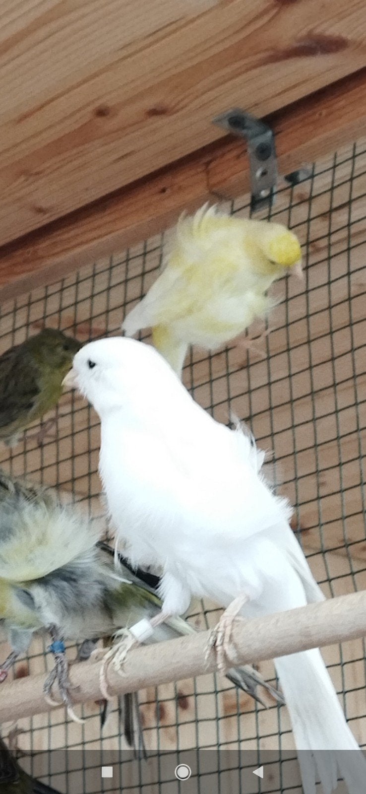 Frisse canaries Frill Nord en Fiorino