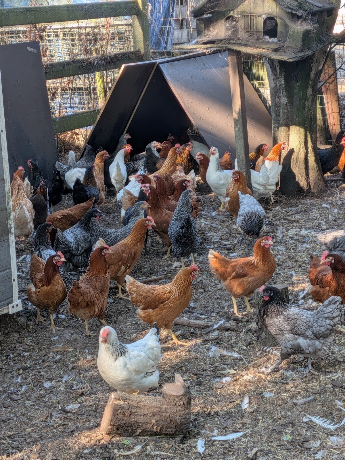 prachtige legkippen, Dieren en Toebehoren, Pluimvee