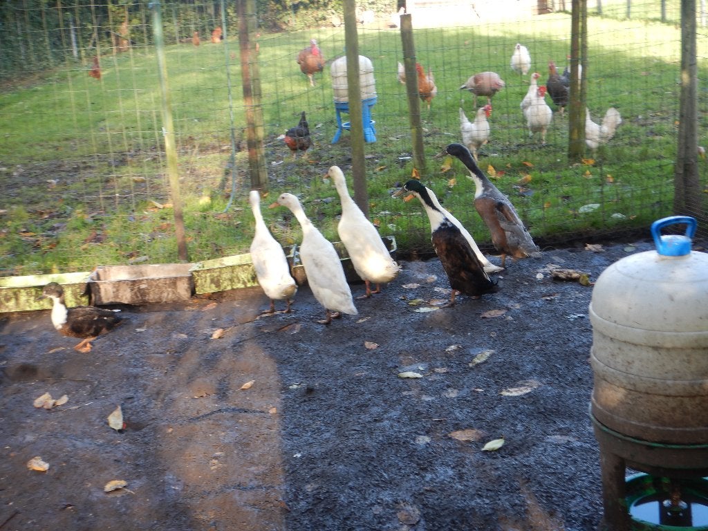 te koop loopeendjes, Dieren en Toebehoren, Meerdere dieren, Eend