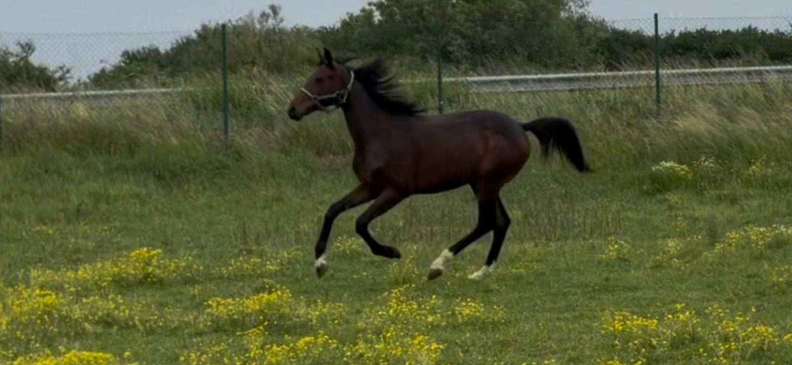 Knappe BWP jaarling merrie, Dieren en Toebehoren, Paarden, Merrie, Niet van toepassing, 165 tot 170 cm, 0 tot 2 jaar, Springpaard