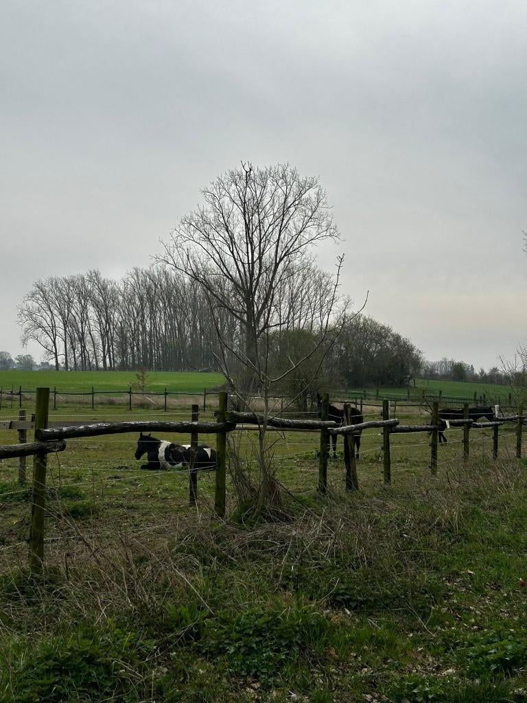 Box et pâturage de mai à septembre 2026, Pâturage, 1 cheval ou poney