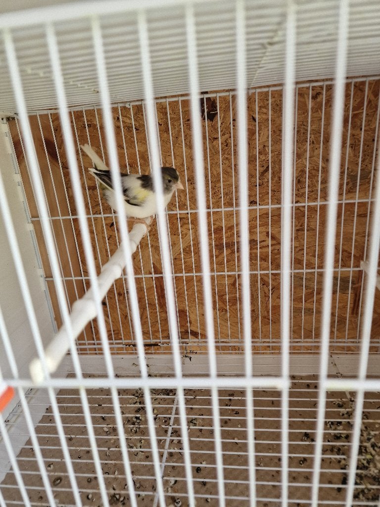 Kanaries pop, Femelle, Canari de couleur