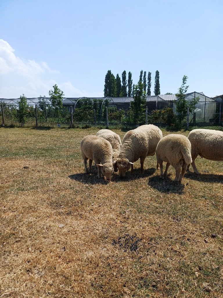 schapen, Dieren en Toebehoren, Vrouwelijk, Schaap, 0 tot 2 jaar
