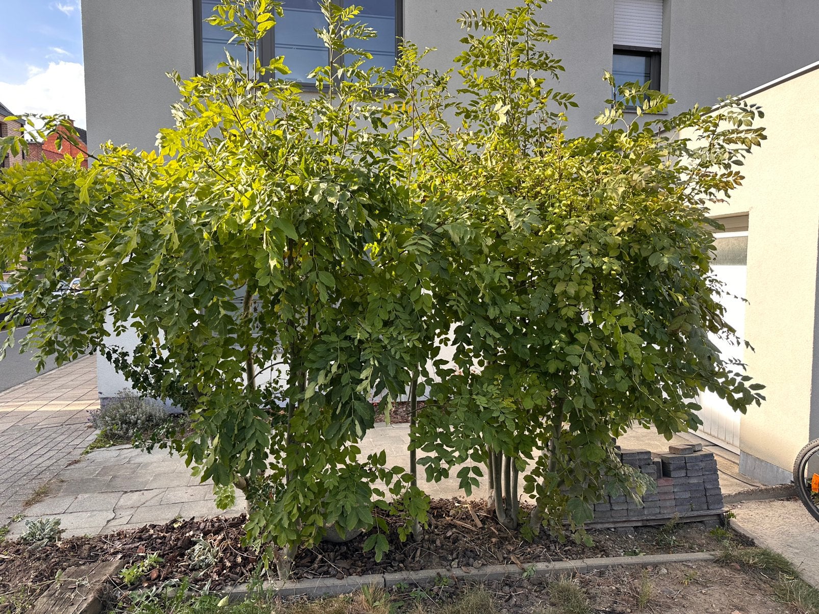 Essen (waarschijnlijk 10 jaar oud) - reeds in pot, 100 tot 250 cm, Ophalen, Volle zon, In pot