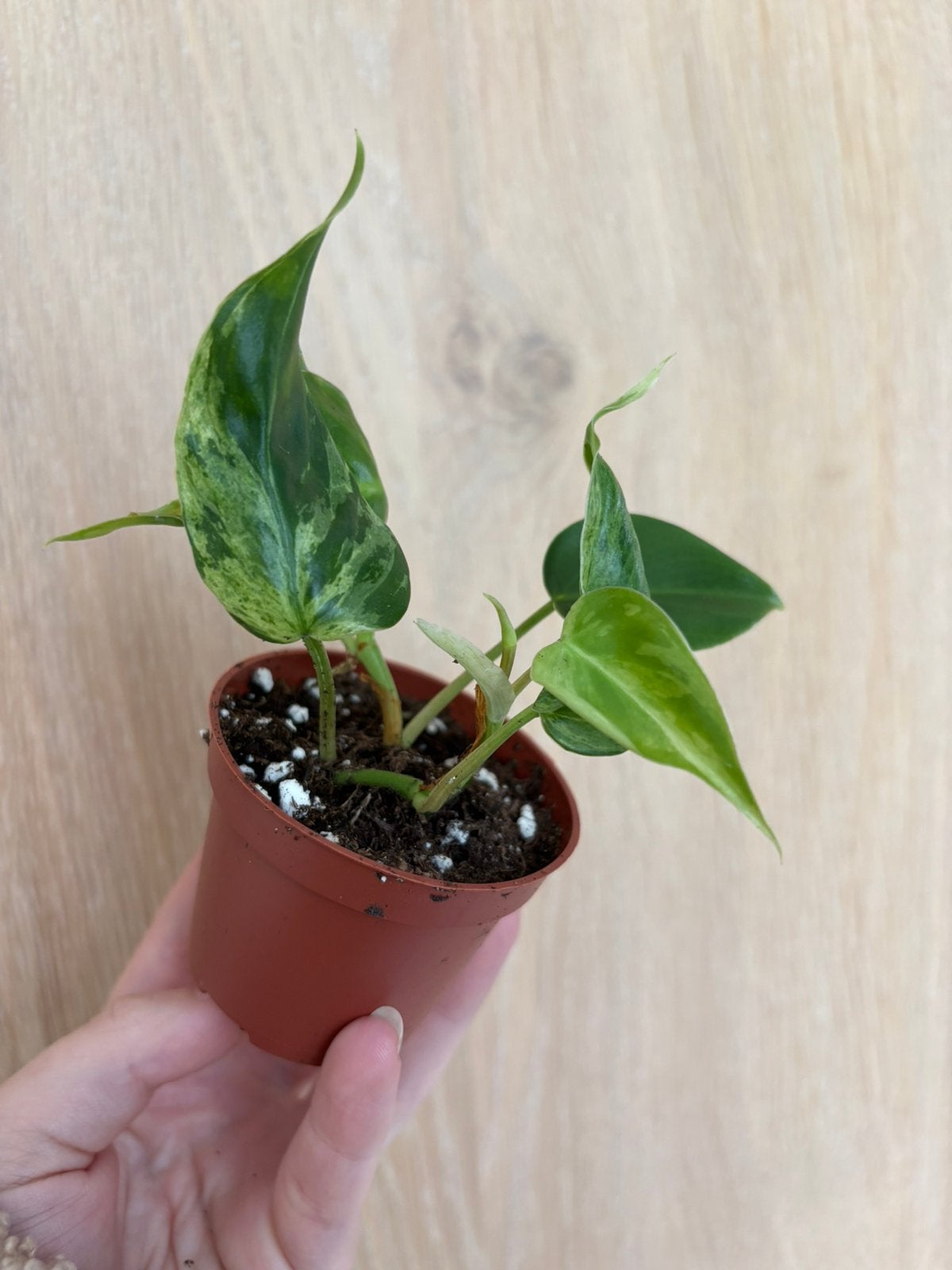 Philodendron Hederaceum oxy. variegata, Huis en Inrichting, Kamerplanten, Ophalen of Verzenden