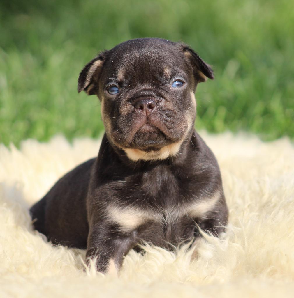 Franse Bulldog pups Choco-tan, Dieren en Toebehoren, Honden | Bulldogs, Pinschers en Molossers, Parvo, België, 8 tot 15 weken