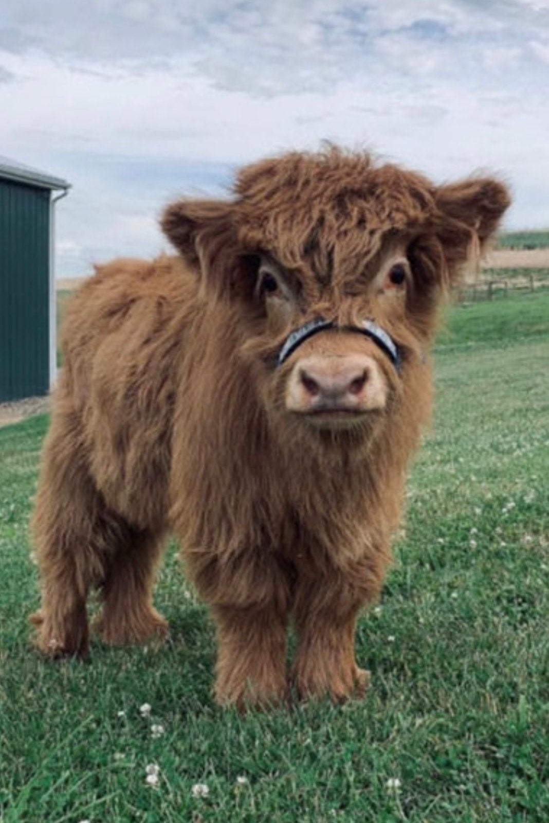 Mini hooglander dek stiertjes/ossjes, zeldzaam en schattig!, Mai, Mâle