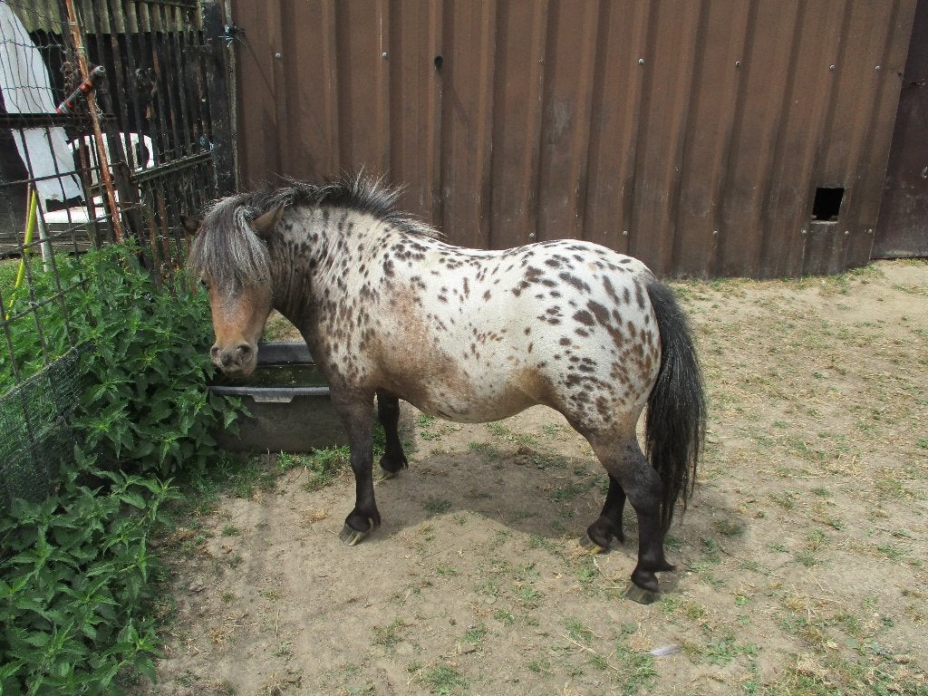 poneys, Animaux & Accessoires, Débourré, Poney de récréation, Poney A (jusqu'à 1.17 m), Vermifugé