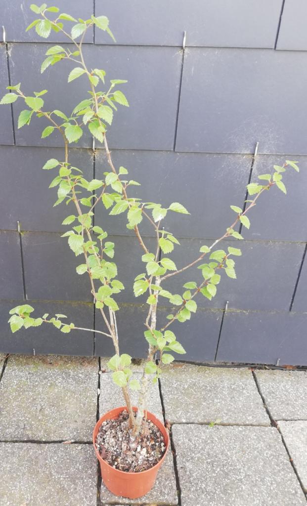 Echange ou vend bouleau 70 cm, Jardin & Terrasse, Enlèvement