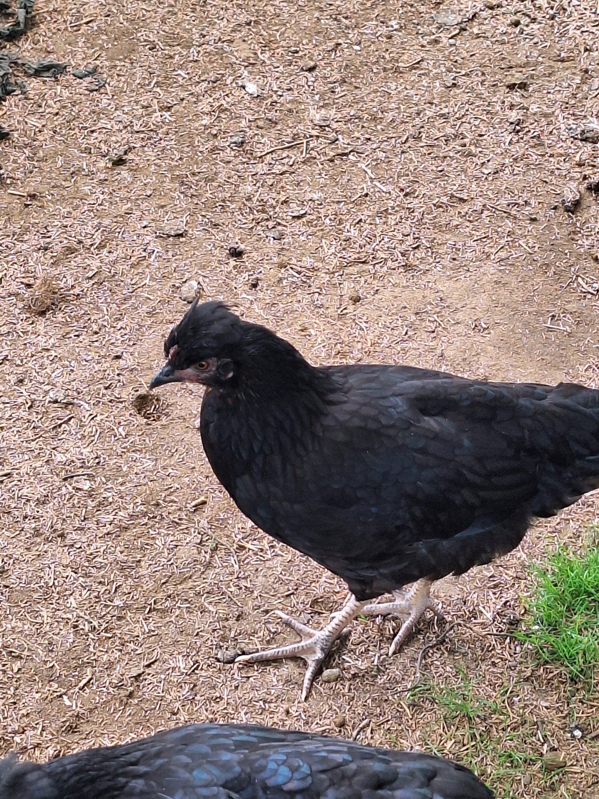 Olijfleggers, Dieren en Toebehoren, Pluimvee