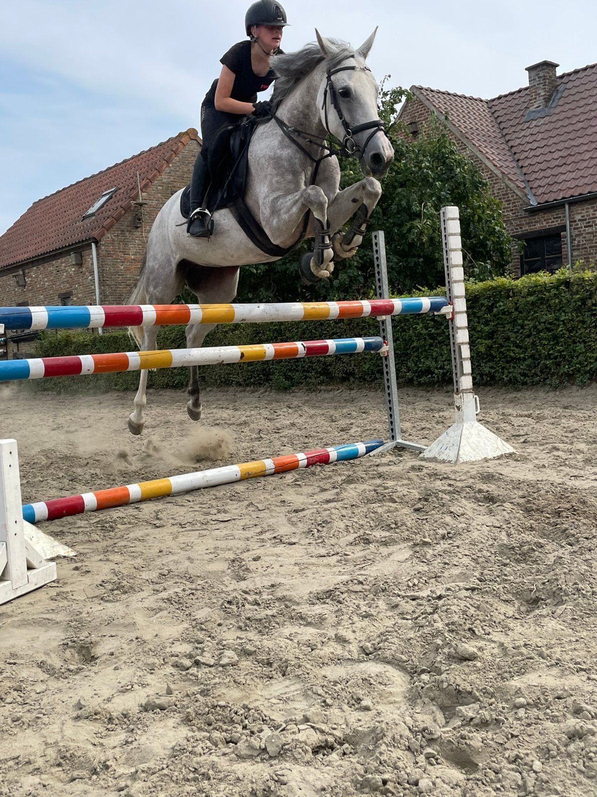 Zangersheide merrie, 165 à 170 cm, Ne s'applique pas, Cheval de saut, Jument