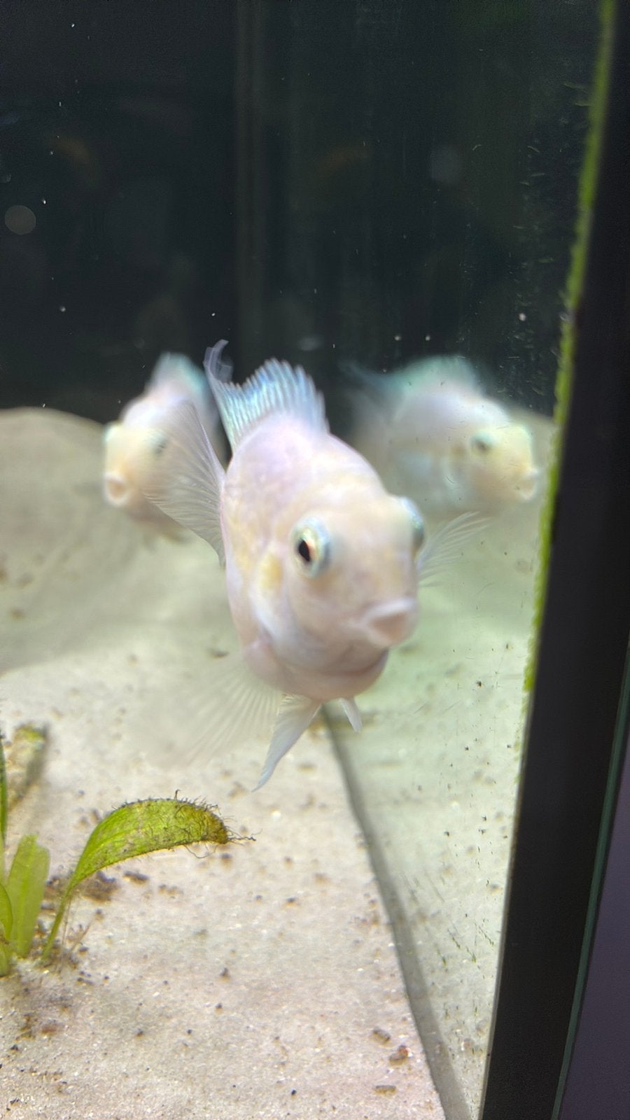 Te koop of ruilen: Roze Convict Cichliden (Pink Convicts), Dieren en Toebehoren, Vissen | Aquariumvissen