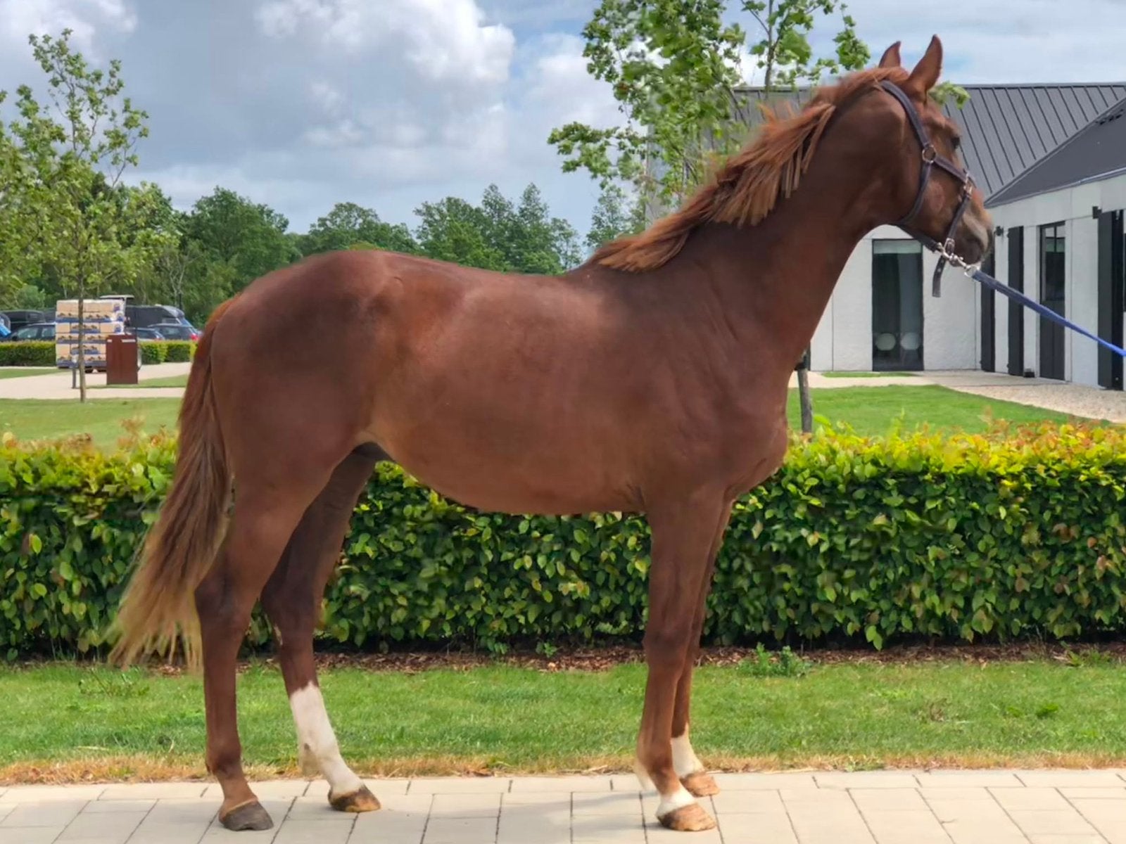 Uitzonderlijk gefokte 2 jarige hengst Vitalis x Don Schufro, Hengst