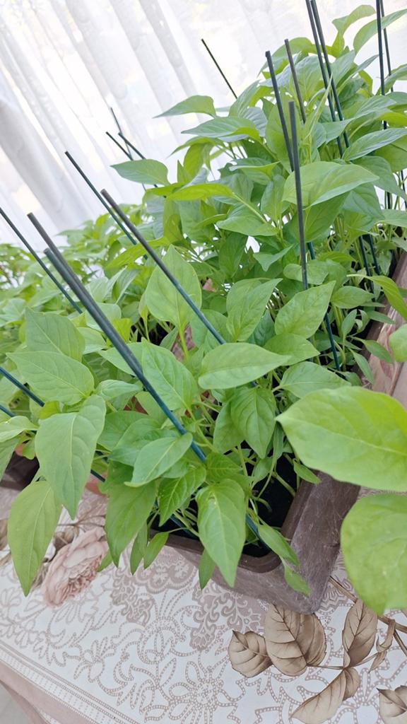 Planten  komkomer 2€allen andere planten 1€, Tuin en Terras, Planten | Tuinplanten, Ophalen of Verzenden