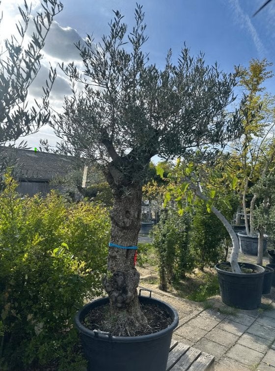 Olijfboom Olea europaea 'Pata' - sfeervol en winterhard, Tuin en Terras, Ophalen of Verzenden, 100 tot 250 cm, Olijfboom, Zomer