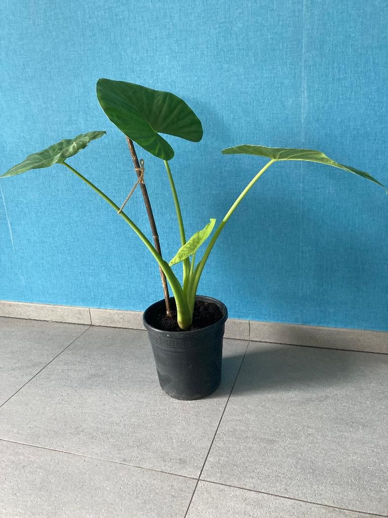 PLANT OLIFANTSOOR, Ophalen, Overige soorten, Halfschaduw, In pot